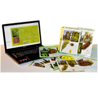 Коллекция натурально-интерактивная "Голосеменные растения" - «globural.ru» - Нерюнгри