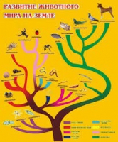 Стенд "Развитие животного мира на земле" - «globural.ru» - Нерюнгри