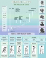 Стенд "Эволюция человека" (вариант 1) - «globural.ru» - Нерюнгри