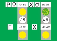 Модель-аппликация Дигибридное скрещивание. Законы Менделя. (набор из 84 карт) - «globural.ru» - Нерюнгри