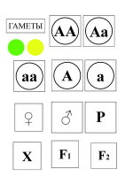 Модель-аппликация Моногибридное скрещивание и его цитологические основы - «globural.ru» - Нерюнгри