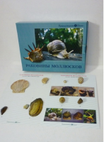 Коллекция "Раковины моллюсков" (вариант 2) - «globural.ru» - Нерюнгри