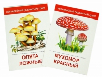 Раздаточные карточки "Грибы съедобные и не съедобные" - «globural.ru» - Нерюнгри