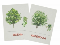 Раздаточные карточки "Деревья и кустарники" - «globural.ru» - Нерюнгри