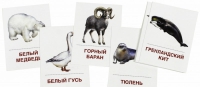 Раздаточные карточки "Животные холодных широт" - «globural.ru» - Нерюнгри