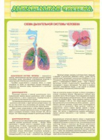 Стенд "Дыхательная система" - «globural.ru» - Нерюнгри