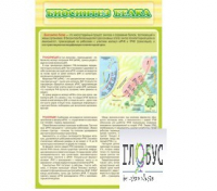 Стенд "Биосинтез белка" - «globural.ru» - Нерюнгри