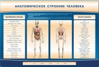 Электрифицированный стенд-тренажер c макетом скелета "Анатомическое строение человека" - «globural.ru» - Нерюнгри