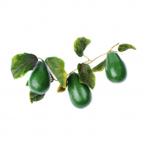 Муляж "Ветка авокадо" - «globural.ru» - Нерюнгри