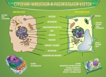 Стенд "Строение животной и растительной клеток" - «globural.ru» - Нерюнгри