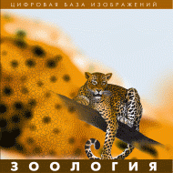Зоология. (Цифровая база изображений) - «globural.ru» - Нерюнгри