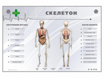 Электрифицированный стенд-тренажер "Скелетон" - «globural.ru» - Нерюнгри