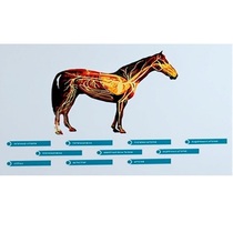 Стенд-планшет светодинамический "Изучение кровеносной системы сельскохозяйственных животных" со сменными панелями - «globural.ru» - Нерюнгри