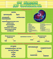 Стенд "От клетки до организма" - «globural.ru» - Нерюнгри