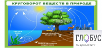 Стенд "Круговорот веществ" - «globural.ru» - Нерюнгри