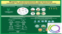 Стенд "Формы размножения организмов" - «globural.ru» - Нерюнгри