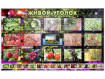 Комплект оборудования "Живой уголок" (растения) с тифлопереводом и сурдокомментариями - «globural.ru» - Нерюнгри