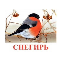 Карточки Домана "Птицы-1" - «globural.ru» - Нерюнгри