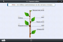 Интерактивные курсы. Биология 6 класс. Расширенный - «globural.ru» - Нерюнгри