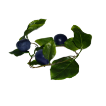 Ветка муляжей "Слива" - «globural.ru» - Нерюнгри