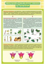 Стенд "Способы размножения растений" - «globural.ru» - Нерюнгри