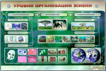 Электрифицированный стенд "Уровни организации жизни" - «globural.ru» - Нерюнгри