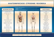 Электрифицированный стенд-тренажер c макетом скелета "Анатомическое строение человека" - «globural.ru» - Нерюнгри
