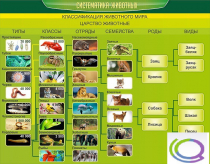 Стенд "Систематика животных" - «globural.ru» - Нерюнгри