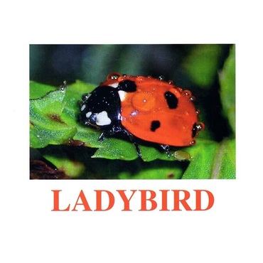 "Insects" ("Насекомые") английские карточки Домана - «globural.ru» - Нерюнгри