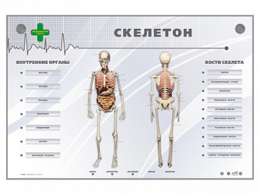 Электрифицированный стенд-тренажер "Скелетон" - «globural.ru» - Нерюнгри