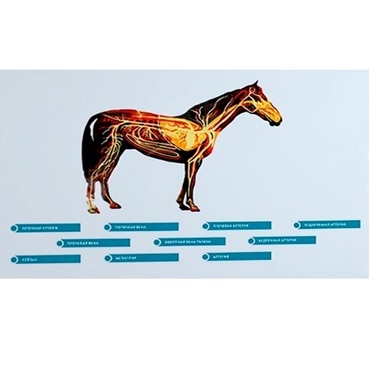 Стенд-планшет светодинамический "Изучение кровеносной системы сельскохозяйственных животных" со сменными панелями - «globural.ru» - Нерюнгри