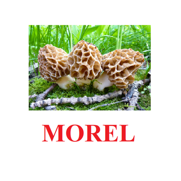 "Mushrooms" ("Грибы") английские карточки Домана - «globural.ru» - Нерюнгри