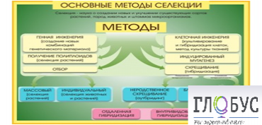 Стенд "Методы селекции и биотехнологии" - «globural.ru» - Нерюнгри