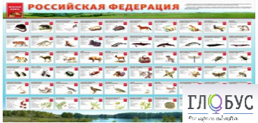 Стенд "Красная книга РФ" - «globural.ru» - Нерюнгри