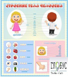 Стенд "Строение человека" для детей - «globural.ru» - Нерюнгри