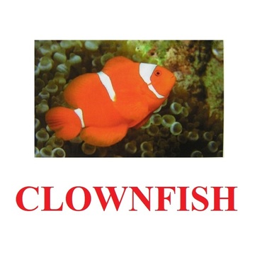"Fish" ("Рыбы") английские карточки Домана - «globural.ru» - Нерюнгри