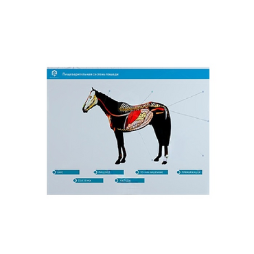 Стенд-планшет светодинамический "Изучение пищеварительной системы сельскохозяйственных животных" со сменными панелями - «globural.ru» - Нерюнгри